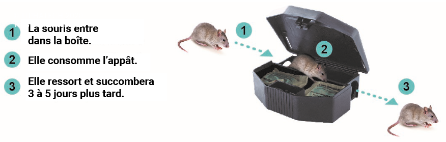 Maison des souris – Dans la Boîte