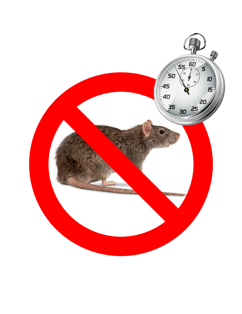 La mort aux rats : c'est fini ! - Info rongeurs