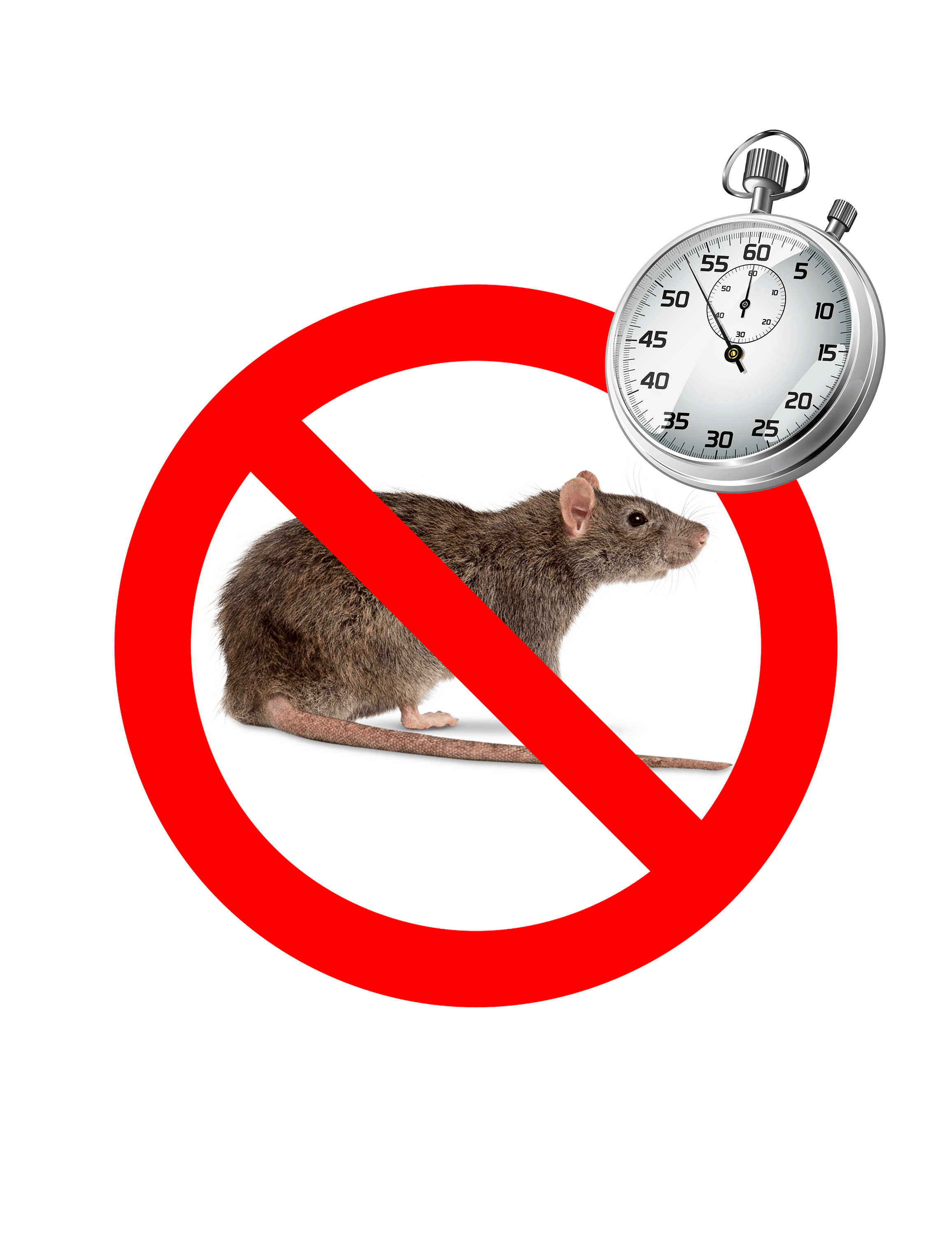 En combien de temps meurt un rat empoisonné ?